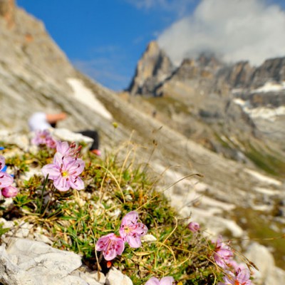 rododendro_nano_sorapiss_DSC2649_web