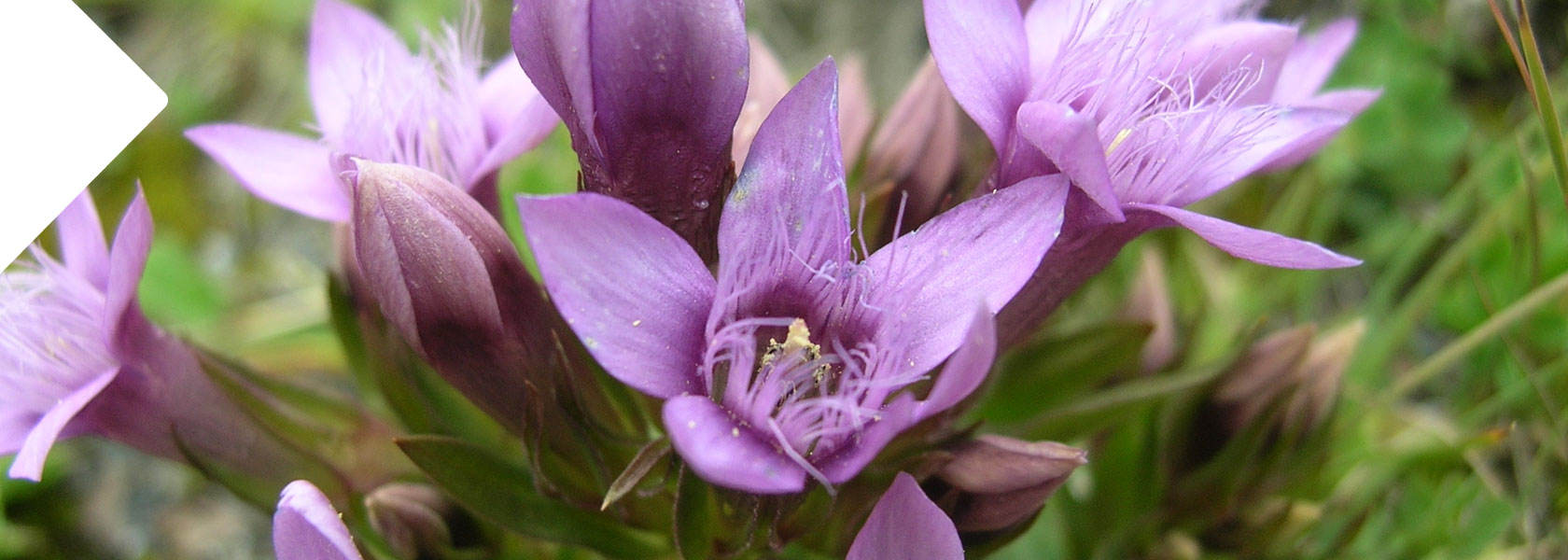 flora_fauna_parco__nazionale