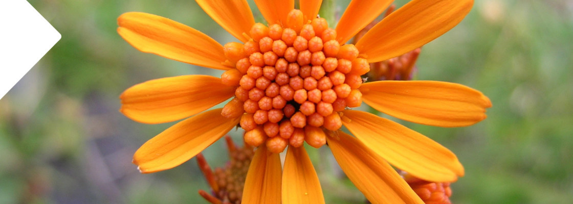 flora_parcno_nazionale_stelvio