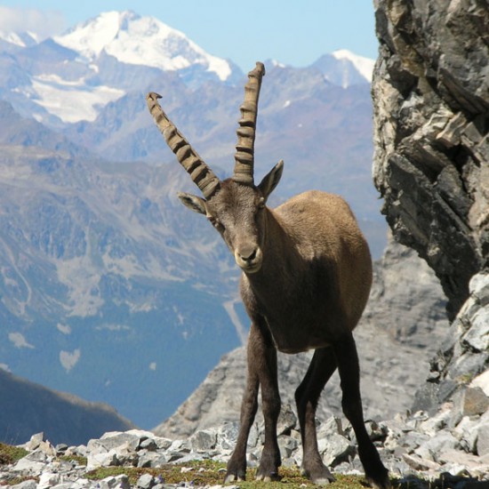 stambecco_fauna stambecco_fauna