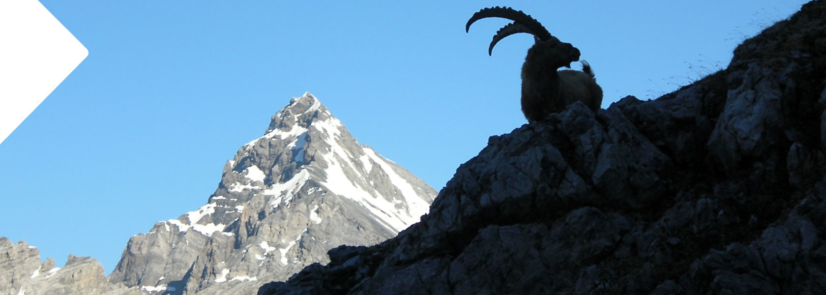 stambecco_rifugio