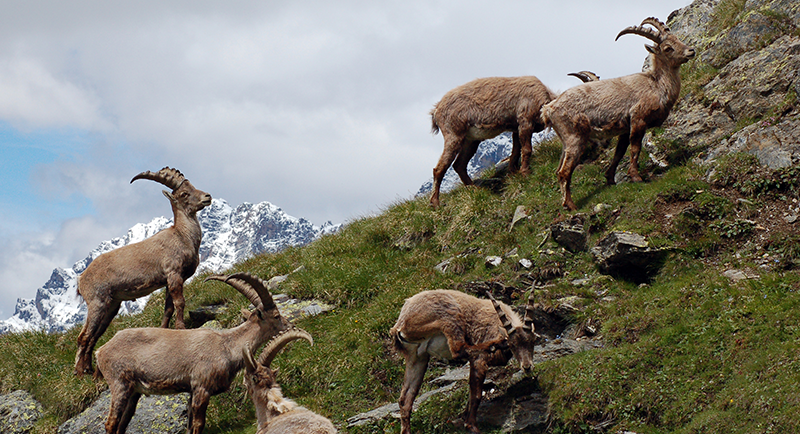 val_Zebru_parco_Stelvio_trekking_flora_fauna