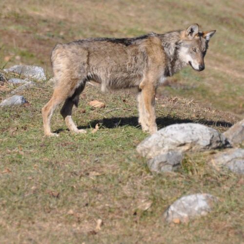 austria-testata